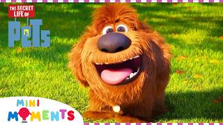 Baby Duke! ๐ถ | The Secret Life Of Pets | Movie Moments | Mini Moments Baby Duke! ๐ถ | The Secret Life Of Pets | Movie Moments | Mini Moments