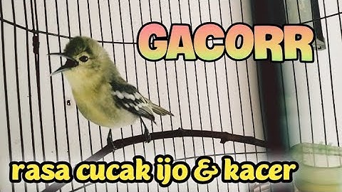 sirtu gacor isian cucak ijo kacer kapas tembak,sangat ampuh untuk  masteran sirtu bahan.