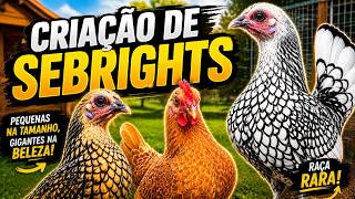 A raça de galinha mais bonita do mundo - Sebright | Coração Campeiro 