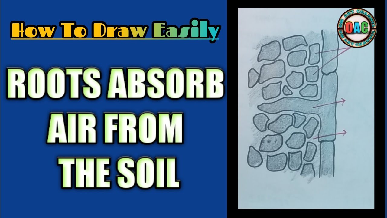 roots-absorb-air-from-the-soil-diagram-roots-absorb-air-from-the-soil