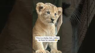 Baby Lion Roar 🦁 #animalshorts #cute #toddlerlearning screenshot 3