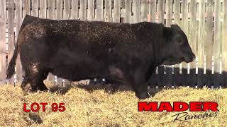 2024 Mader Ranches Bull Power Lot 95