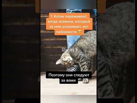 Почему коты ходят