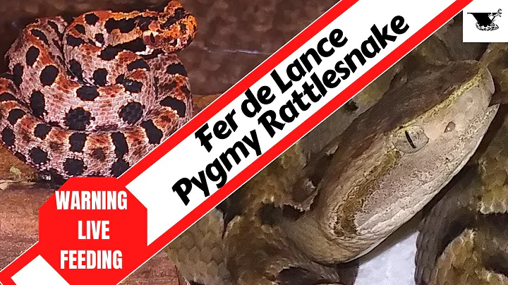 Ferocious Feeding of The World's Smallest Rattlesnake