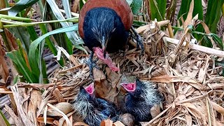 Download Lagu “Rekaman Tak Terlihat: Buaya Besar Memberi Makan Anak-Anaknya yang Kecil” MP3