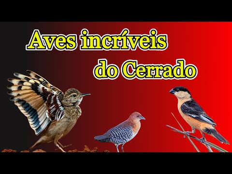 Conheça as espécies endêmicas mais raras e fascinantes do cerrado!