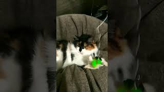 Кошка Нюша ❤️😻 #невскаямаскарадная #кошки #пушистыйдруг #забавныеживотные #кошканюша