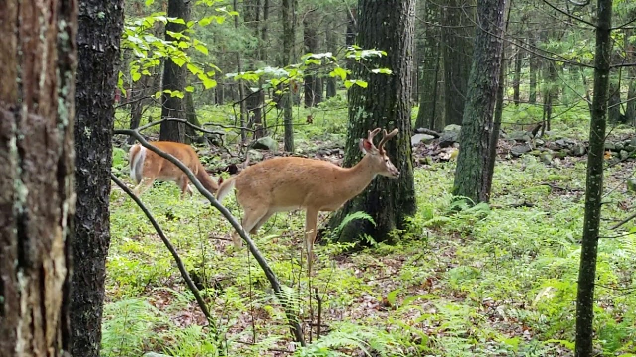Twin Lakes Shohola Pa