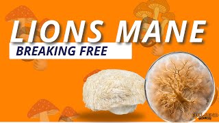 Lion’s Mane BREAKS FREE! The Wild Truth About Mycelium Growth