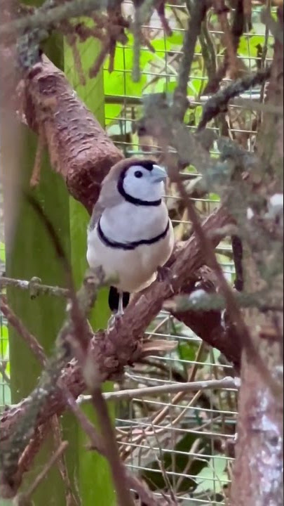 Owl Finch Singing | Bird Song | Bird Sounds