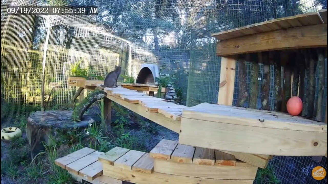 Run Summer, run! Summer bobcat at Big Cat Rescue. YouTube