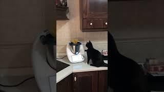 Cat Slaps the Spaghetti as It Stirs in a Cooking Blender