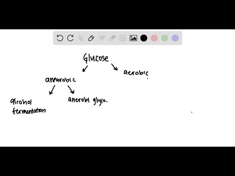Which energy pathway