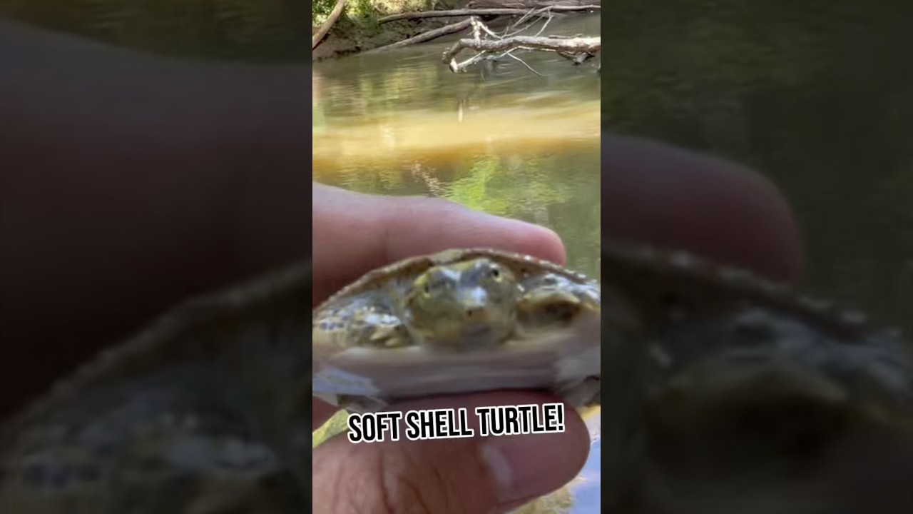 Soft shell turtle CATCH!