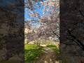 Cherry blossom season is here. #cherryblossom #sakura #sakuraseason #springvibes #springdays