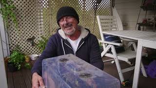 Winter Tomatoes? You Better Believe It! Here’s An Update On My Seedlings