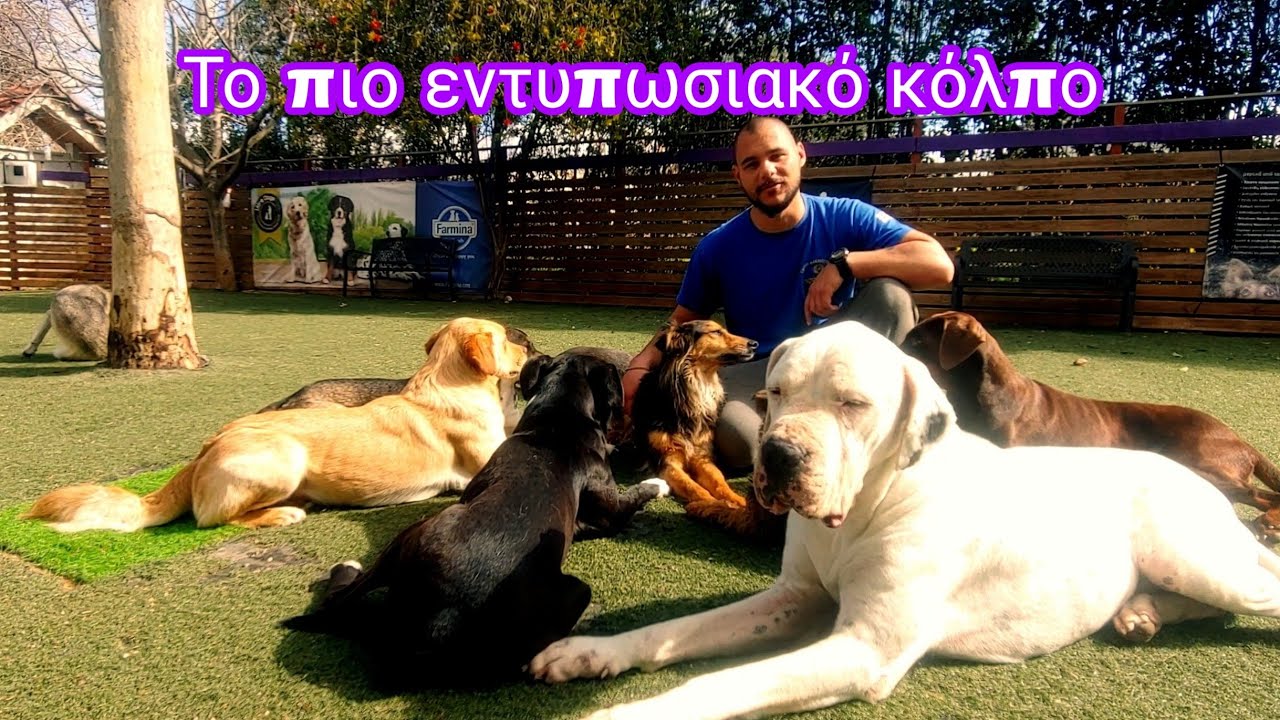 Μαθαίνω τον σκύλο μου να το παίζει νεκρός .