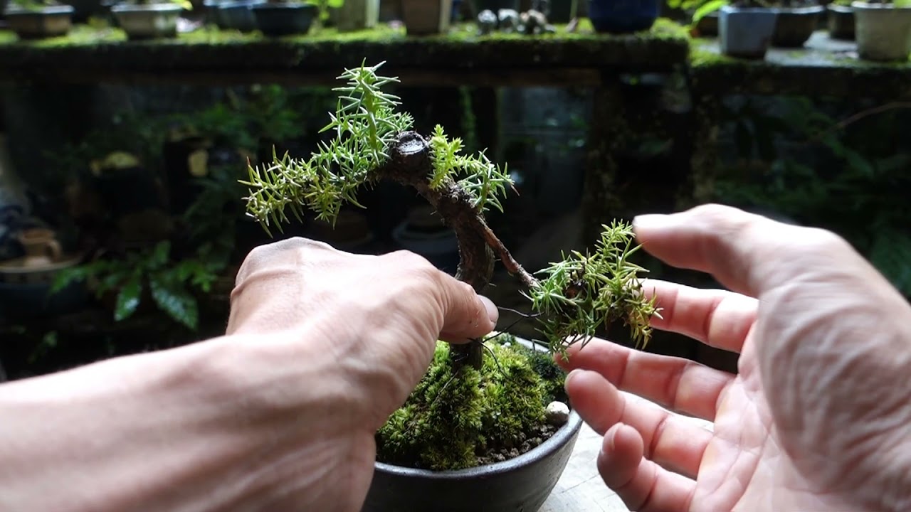 Bonsai diary】 山採り杉の経過報告① ♯236 - YouTube