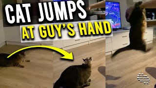 Cat Walks up to Owner When He Holds His Hand Horizontally and Jumps at It