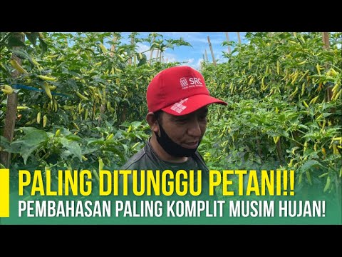 Video: Pertanian mana yang hanya bergantung pada musim hujan?