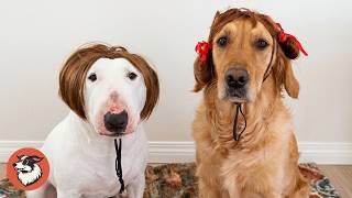 This Bull Terrier Was Pure Chaos, Until He Met A Golden Retriever