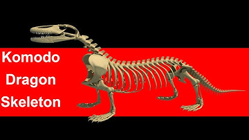 Komodo Dragon Skeleton - 3D Models
