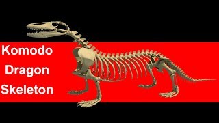 Komodo Dragon Skeleton - 3D Models