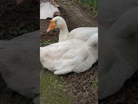 Бусик с Банькой #goose #winterbirds #birds #animals #winter #funny #rabbit #farmlife