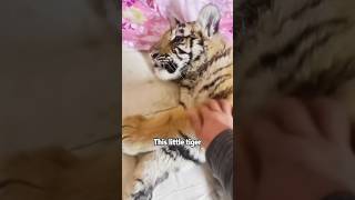 Little tiger that occupied the keeper’s bed #cuteanimals #shortvideo #animals #cute #tiger
