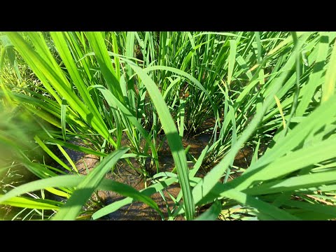ASMR / OPEN PLACE CAMERA RUNNING SOUNDS / help for your sleep,4K