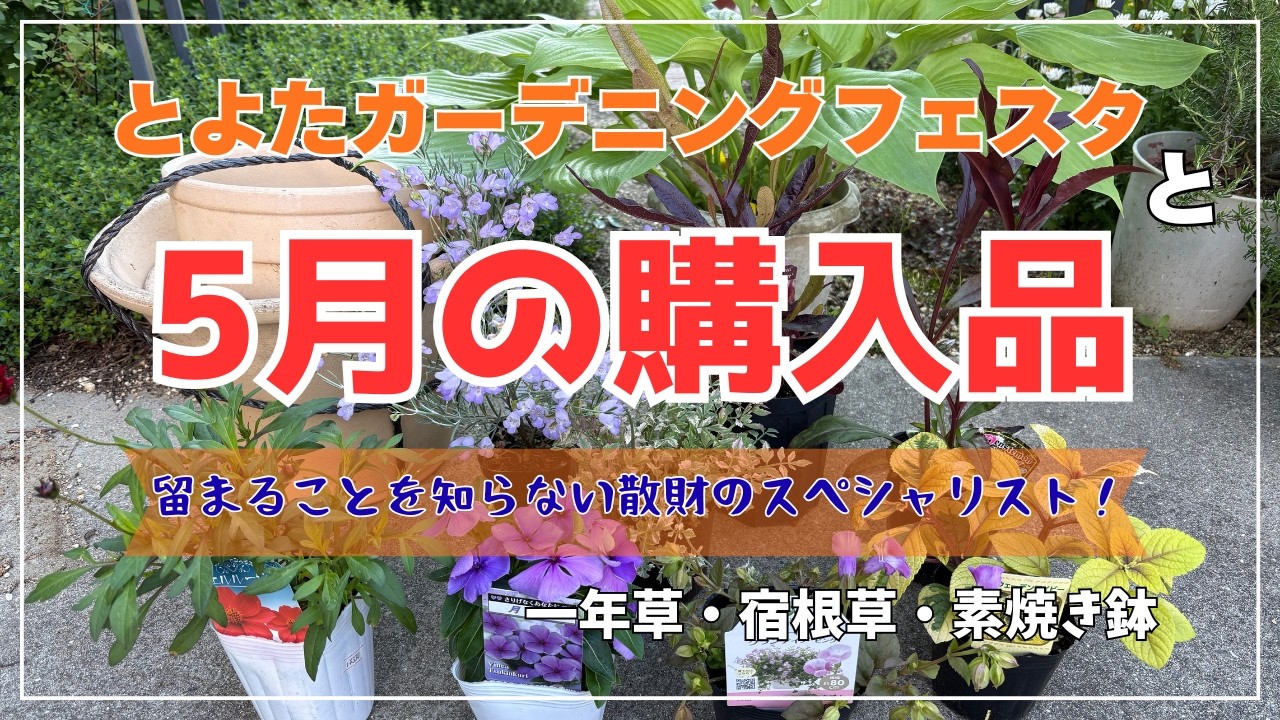 Flower seedlings purchased in May and the Toyota Gardening Festa