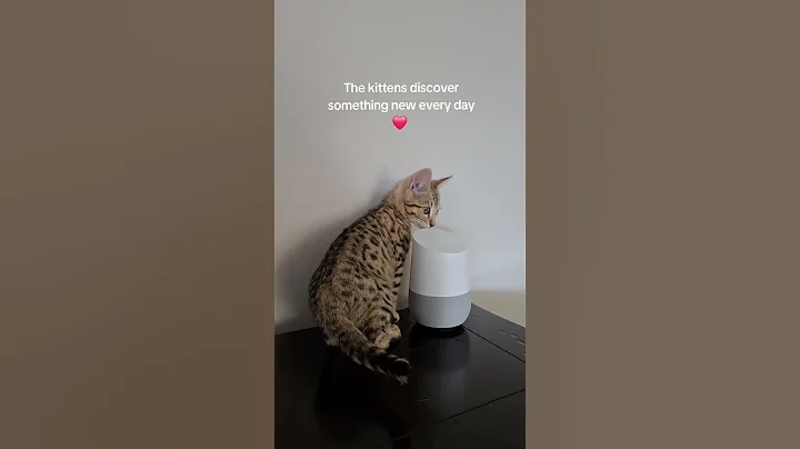 Video 8706401: savannah kitten, little savannah, curious little kitten, kitten exploring