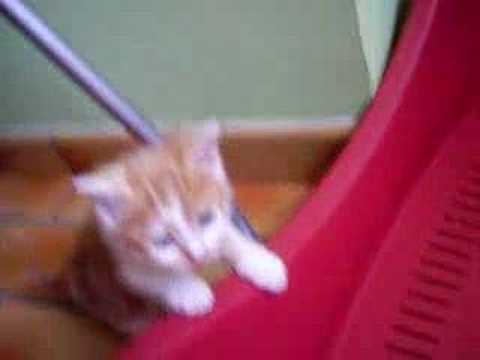 Pimouss Le Poupousse