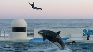 Killer Whale Show at Kamogawa Sea World 【4K】 by Supli Abi 782,352 views 2 years ago 9 minutes, 21 seconds