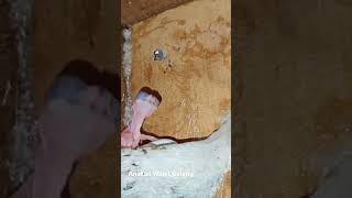 Anakan Walet Geleng"