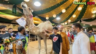 Sadeeq Agro Live Sold 2023 | Big Camel Showdown Sadeeq Agro 2023 | Sadeeqagro 2023 Collection dumba