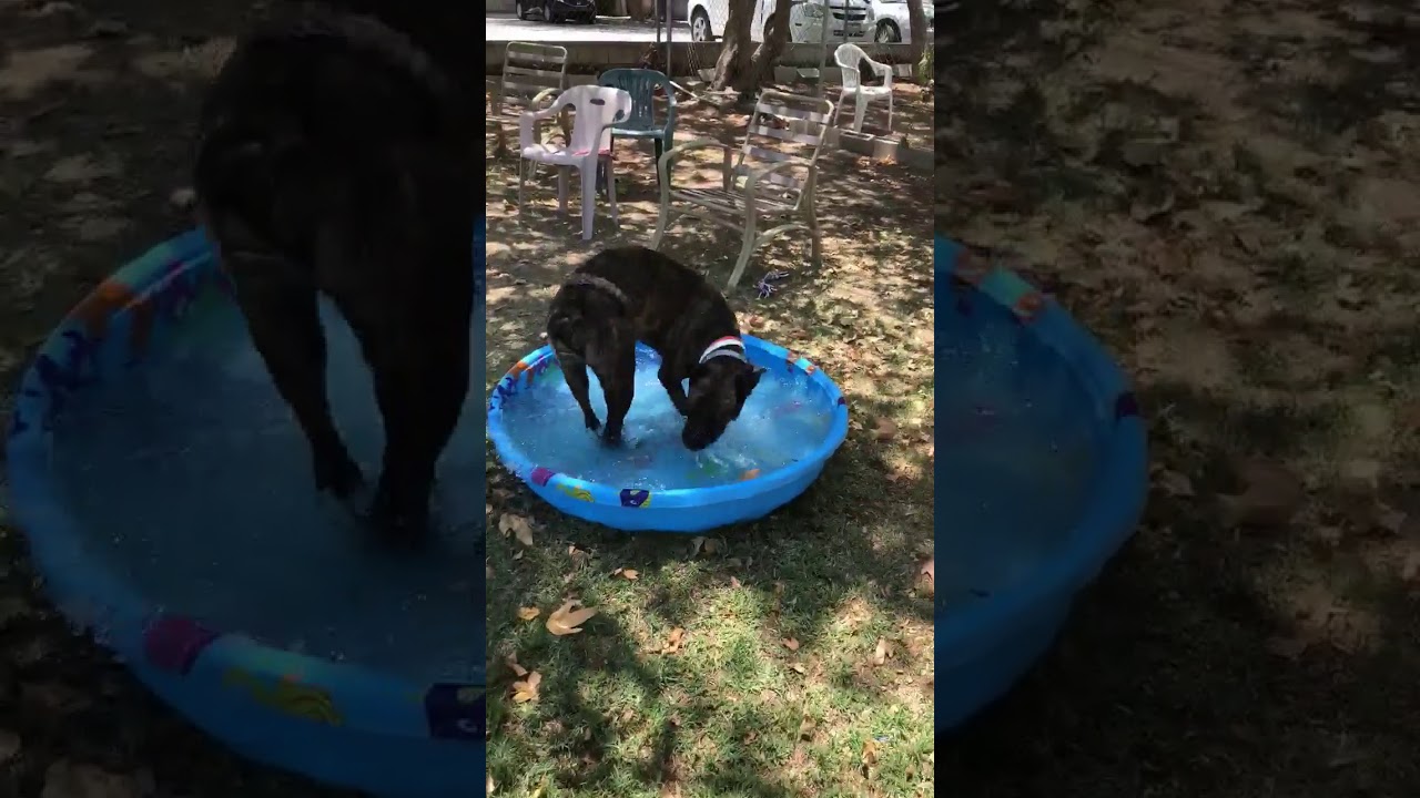 Video of adoptable pet named Claire - Dog of the Week!