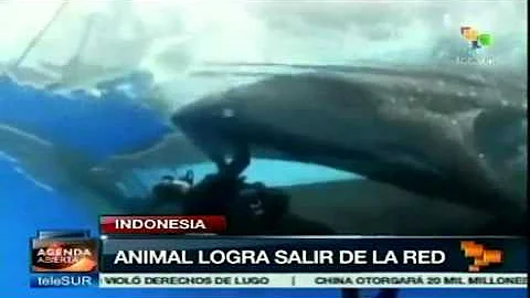 Whale shark rescued from fishing net in Indonesia