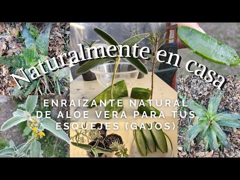 Enraizante De Aloe Vera Casero Para Todo Tipo De Esquejes - Ideas Verdes