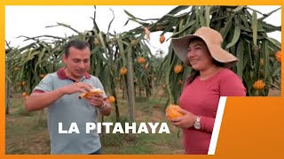 Descubre el Secreto del Cultivo de Pitahaya Amarilla en Palora y Triunfa en Tu Huerto!