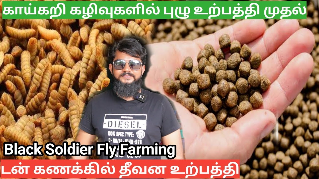 புழு உற்பத்தியில் கோடிகளை குவித்த இளைஞர்  | Black Soldier Fly