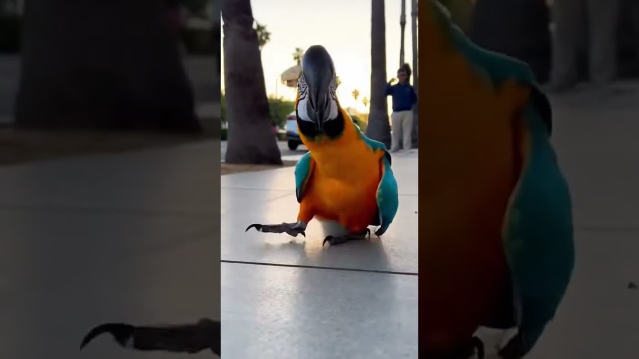 Real Parrot Moonwalks in Los Angeles?! 🦜😱 People Are LOSING IT!