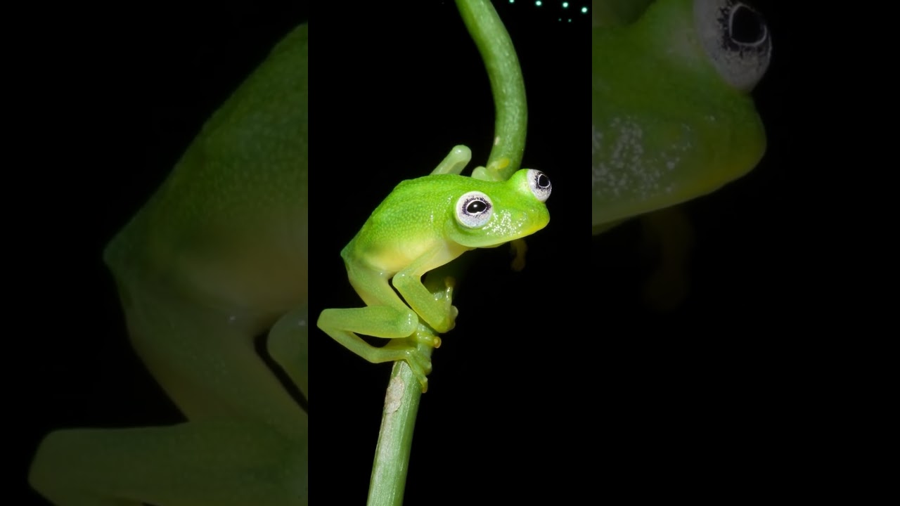 Meet the real-life Kermit — a tiny Glass Frog with see-through skin! 
