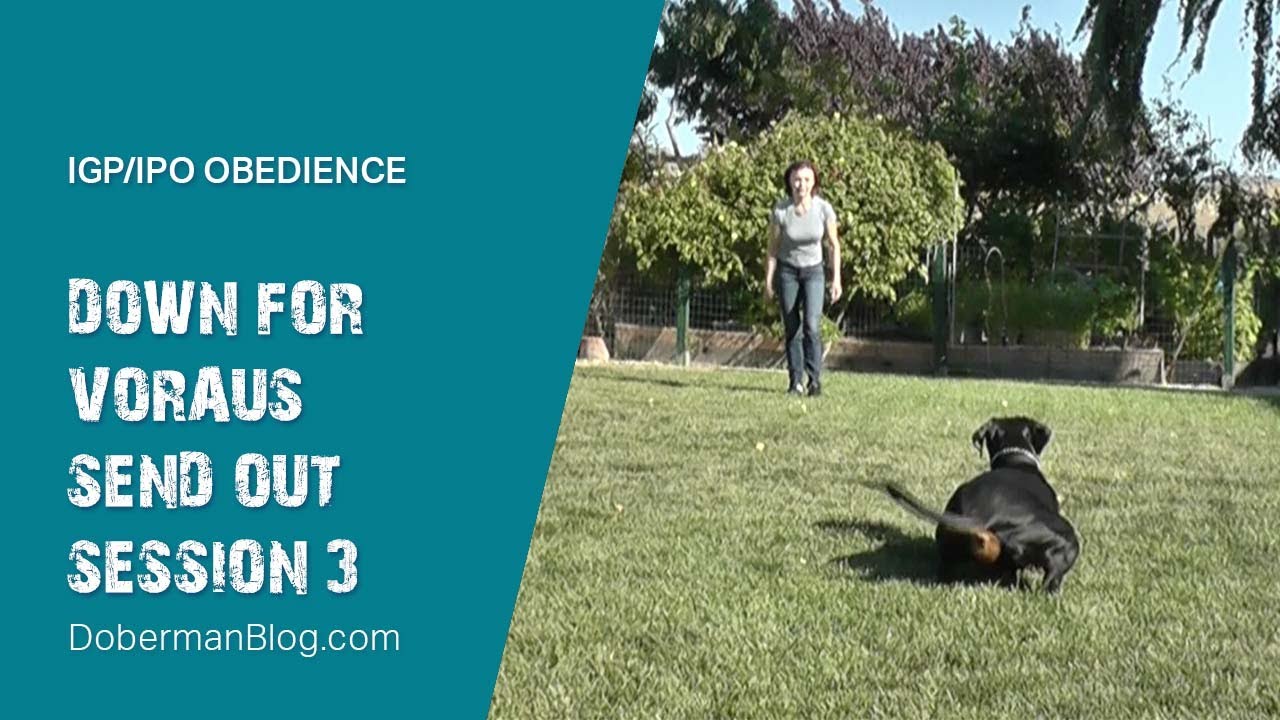 IGP/IPO obedience: Down for Voraus (Send out). Session 3
