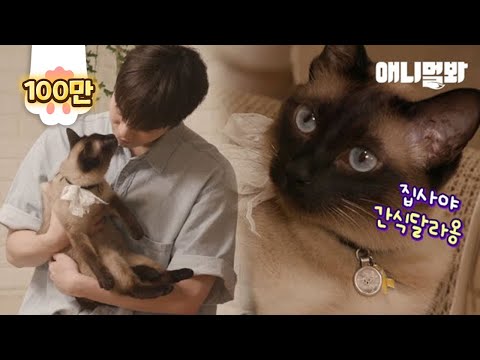 아이돌도 고양이 키우면 집사 신세인건 나랑 똑같구나ㅋㅋㅣThe Cat Says ＂<strong>My</strong> Butler Is Moonbin From <strong>ASTRO</strong> K-pop Group＂