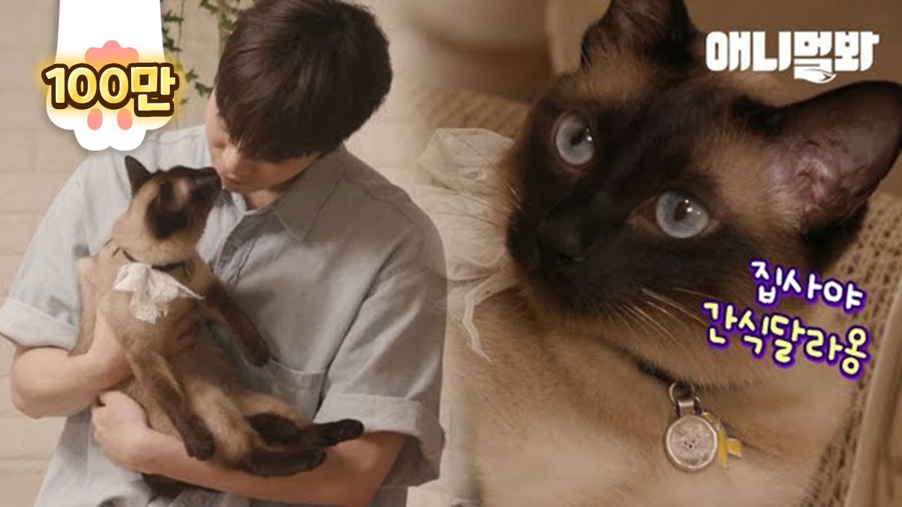 Кот говорит: «Мой дворецкий - Moonbin из группы ASTRO K-pop»