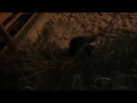 Allfails guy tries to jump up ledge falls off into bush sand