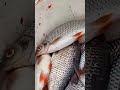 Лахтовка 18 апреля.Рыбы много.