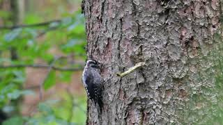 Three-toed woodpecker eats larvae