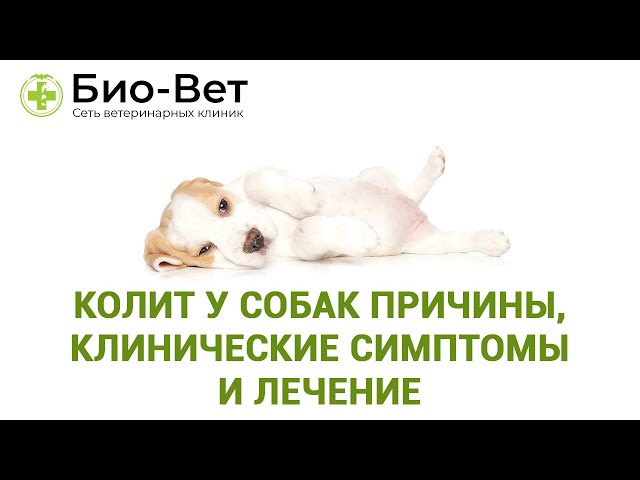 Консультация ветеринара: